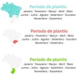 1000 Sementes de Alface Mimosa Brava - Alta Produução
