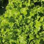 1000 Sementes de Alface Mimosa Brava - Alta Produução