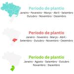 100g Semente de Milho Super Doce Confeiro Isla - Ideal Para Pamonha e Curau